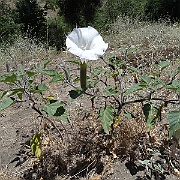 datura wrightii